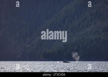 Buckelwale, Megaptera novaeangliae, die in Gewässern vor dem Gwaii Haanas National Park Reserve, Haida Gwaii, British Columbia, Kanada, auftauchen und wehen Stockfoto