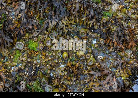 Riesige Grüne Anemonen und andere Meereslebewesen bei Ebbe im alten Haida-Dorf T'aanuu Linagaay, Gwaii Haanas National Park Preserve, Hai Stockfoto