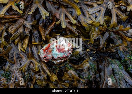 Abalone und Algen im alten Haida-Dorf T'aanuu Linagaay, Gwaii Haanas National Park Reserve, Haida Gwaii, British Columbia, Kanada Stockfoto