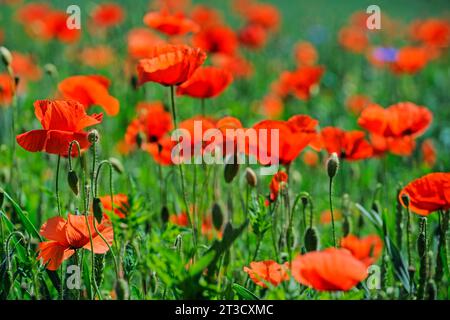 Mohnblumen (Papaver rhoeas) in einem beleuchteten Weizenfeld, Brandenburg, Deutschland Stockfoto