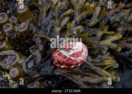 Abalone und Algen im alten Haida-Dorf T'aanuu Linagaay, Gwaii Haanas National Park Reserve, Haida Gwaii, British Columbia, Kanada Stockfoto