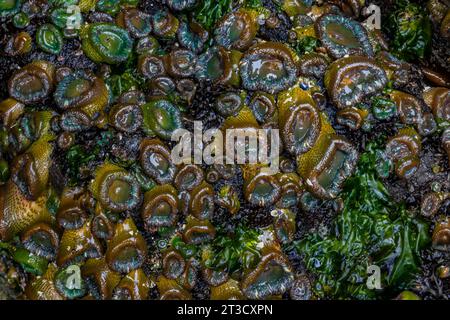 Riesige Grüne Anemonen und andere Meereslebewesen bei Ebbe im alten Haida-Dorf T'aanuu Linagaay, Gwaii Haanas National Park Preserve, Hai Stockfoto