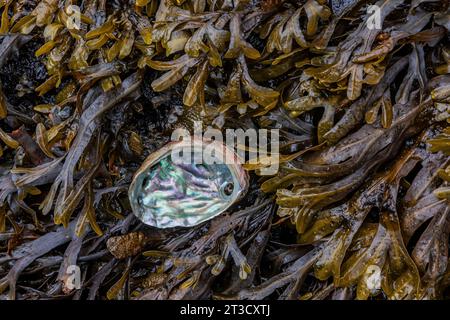 Abalone und Algen im alten Haida-Dorf T'aanuu Linagaay, Gwaii Haanas National Park Reserve, Haida Gwaii, British Columbia, Kanada Stockfoto