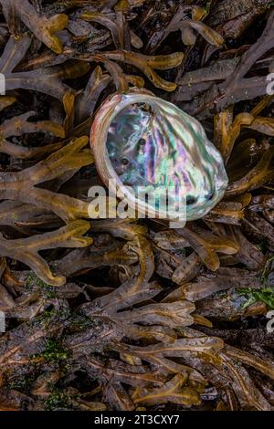 Abalone und Algen im alten Haida-Dorf T'aanuu Linagaay, Gwaii Haanas National Park Reserve, Haida Gwaii, British Columbia, Kanada Stockfoto