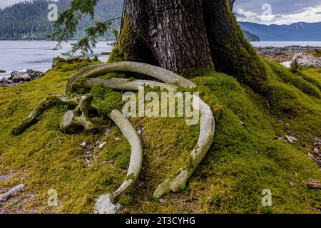 Walknochen wurden vom Strand im alten Haida-Dorf T'aanuu Linagaay, Gwaii Haanas National Park Reserve, Haida Gwaii, British Columb, gezogen Stockfoto