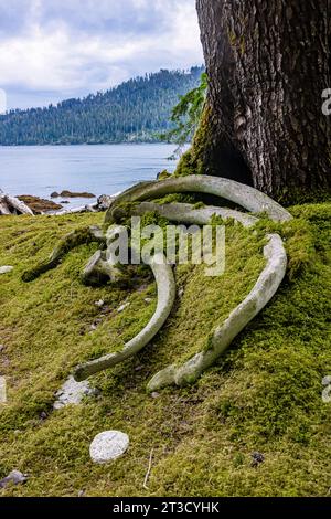 Walknochen wurden vom Strand im alten Haida-Dorf T'aanuu Linagaay, Gwaii Haanas National Park Reserve, Haida Gwaii, British Columb, gezogen Stockfoto