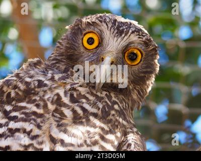 Ein Nahaufnahme-Porträt einer wachsamen, mächtigen Eule mit einem heftigen Blick. Stockfoto