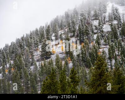 Der Herbst brachte einen frühen Schnee nach Yellowstone, als gelbe Blätter der weißen Umgebung Platz machten Stockfoto