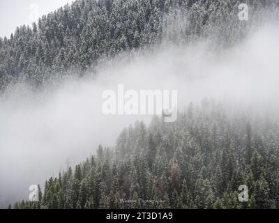 Der Herbst brachte einen frühen Schnee nach Yellowstone, als gelbe Blätter der weißen Umgebung Platz machten Stockfoto