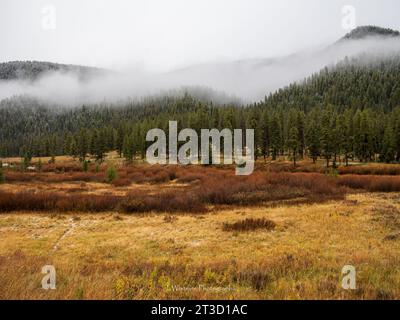 Der Herbst brachte einen frühen Schnee nach Yellowstone, als gelbe Blätter der weißen Umgebung Platz machten Stockfoto