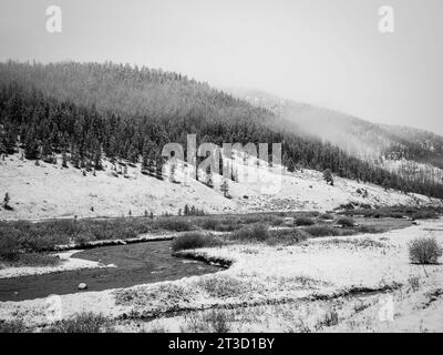 Der Herbst brachte einen frühen Schnee nach Yellowstone, als gelbe Blätter der weißen Umgebung Platz machten Stockfoto