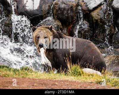 Grizzlybären (Ursus arctos horribilis) leben in einem Schutzgebiet in Montana und können aus verschiedenen Gründen nicht in die Wildnis zurückgelassen werden Stockfoto