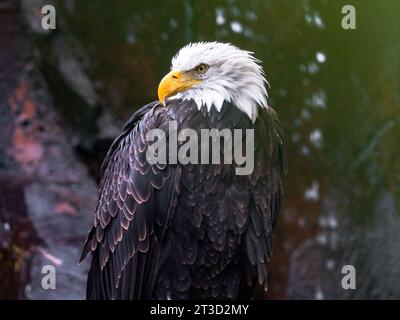 Weißkopfseeadler, die verletzt wurden und deshalb nicht in die Wildnis zurückkehren können, genießen einen sauberen und ruhigen Lebensraum im West Yellowstone Montana Stockfoto