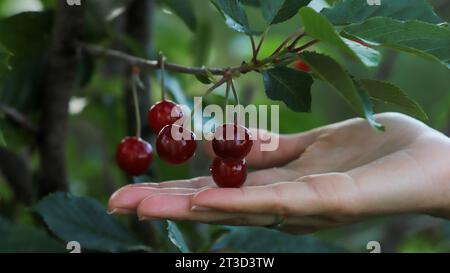 Rote Kirschen in den Händen der Frau. Stockfoto
