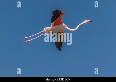 Ein rosafarbener Flamingo im Flug zeigt die Unterseite seiner Flügel, während er am Himmel über einem Wildvogelreservat in der Camargue in der Provence, Südfrankreich, schwingt Stockfoto