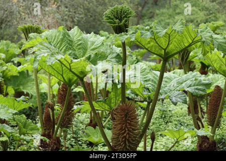 Riesige Gunnera-Blätter und Blütenspitzen bei hellem Sonnenschein Stockfoto