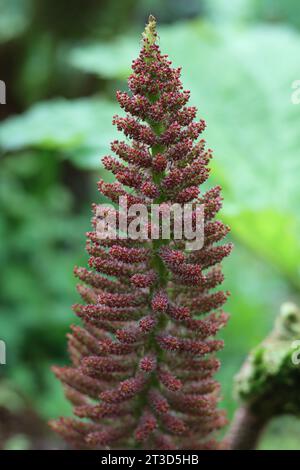 Nahaufnahme von Gunnera-Panicle oder Blumenstachel Stockfoto