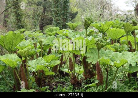 Riesige Gunnera-Blätter und Blütenspitzen bei hellem Sonnenschein Stockfoto