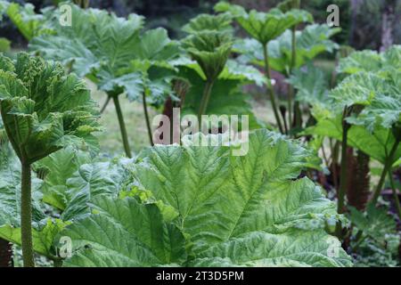 Riesige Gunnera-Blätter und Blütenspitzen bei hellem Sonnenschein Stockfoto