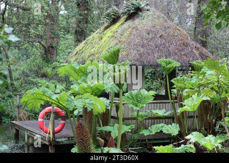 Riesige Gunnera-Blätter und Blumenspitzen umgeben ein hölzernes Bootshaus mit Plattform und aufblasbarem Rettungsring Stockfoto