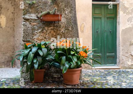 Topfklivia, gebräuchliche Namen Natallilie oder Buschlilie, blühende Pflanzen aus der Familie Amaryllidaceae, an einer Steinmauer in einer gepflasterten Gasse, Italien Stockfoto