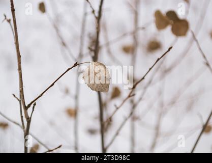 Trockenes Blatt auf einem Baumzweig Nahaufnahme und Astsilhouetten Stockfoto