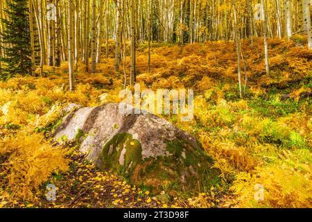 Herbstfarbe mit Aspens Wenden – entlang der Kebler Pass Road westlich von Crested Butte, Colorado. Einer der größten Aspenwälder der Welt. Stockfoto