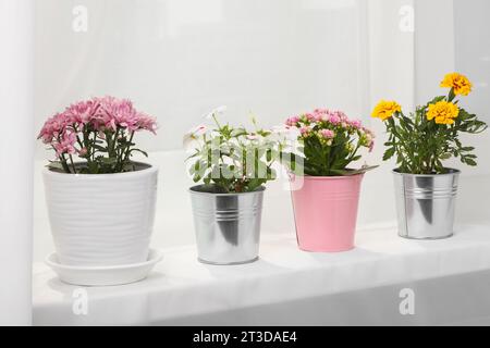 Verschiedene wunderschöne Blumen in Töpfen auf Fensterbank Stockfoto