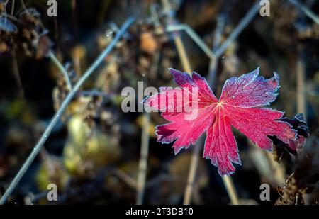 14. Oktober 2023: Der Waldboden bietet seinen eigenen Makroglanz und seine Farbe, da die Herbstsaison seinen Reichtum zeigt. Crested Butte, Colorado (Bild: © Larry Clouse/Csm/Cal Sport Media) Stockfoto