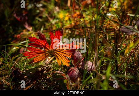 14. Oktober 2023: Der Waldboden bietet seinen eigenen Makroglanz und seine Farbe, da die Herbstsaison seinen Reichtum zeigt. Crested Butte, Colorado (Bild: © Larry Clouse/Csm/Cal Sport Media) Stockfoto