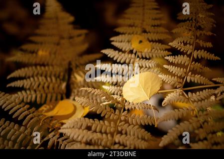 14. Oktober 2023: Der Waldboden bietet seinen eigenen Makroglanz und seine Farbe, da die Herbstsaison seinen Reichtum zeigt. Crest Butte, Colorado Stockfoto