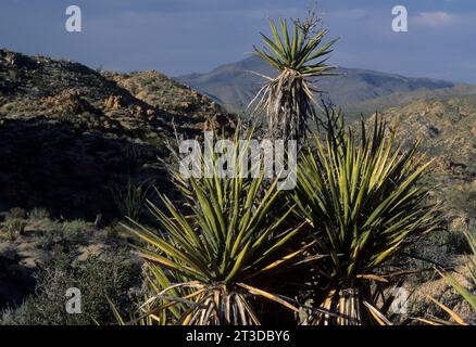 Mojave Yucca in der Nähe von Cottonwood Spring, Joshua Tree Nationalpark, Kalifornien Stockfoto