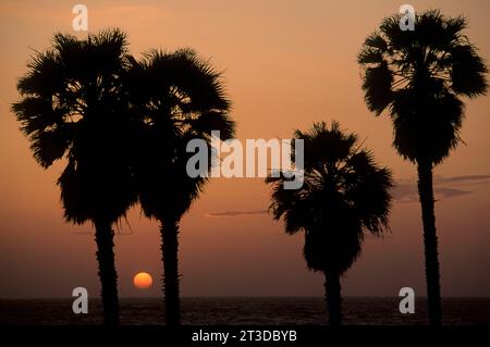 Palm-Sonnenuntergang, San Juan Capistrano, Kalifornien Stockfoto