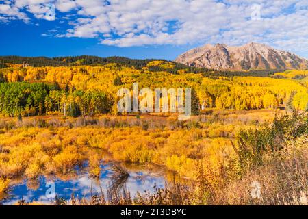 Herbstfarbe mit Aspens Wenden – am East Beckwith Mountain entlang der Kebler Pass Road westlich von Crested Butte, Colorado. Stockfoto