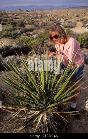 Mojave Yucca nahe verloren Palms Canyon Trail & Cottonwood Wiesen, Joshua Tree Nationalpark, Kalifornien Stockfoto