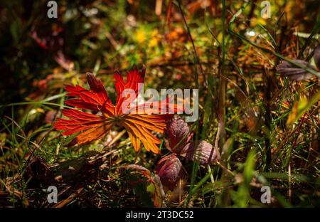 14. Oktober 2023: Der Waldboden bietet seinen eigenen Makroglanz und seine Farbe, da die Herbstsaison seinen Reichtum zeigt. Crest Butte, Colorado Stockfoto
