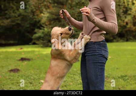 Frau spielt mit dem bezaubernden Labrador Retriever Welpen auf grünem Gras im Park, Nahaufnahme Stockfoto