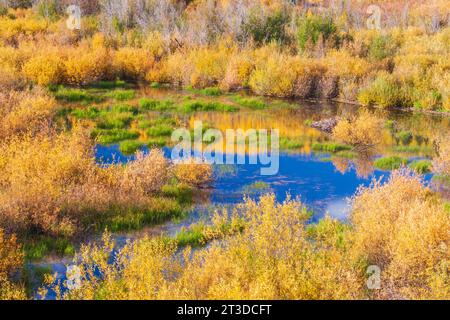 Herbstfarbe mit Aspens Wenden – entlang der Kebler Pass Road westlich von Crested Butte, Colorado. Eine der größten Aspen-Kolonien der Welt. Stockfoto