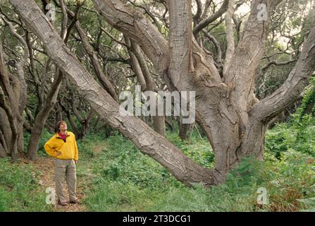 Eichenwälder, Los Osos Eichen State Reserve, Kalifornien Stockfoto