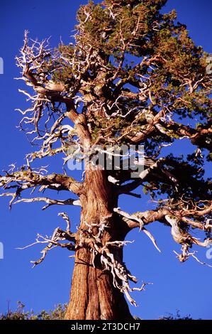 Wacholder, Carson Pass National Scenic Byway, Eldorado National Forest, Kalifornien Stockfoto