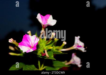 Mirabilis Jalapa - die 4-Uhr-Blume, das Wunder Perus oder die Teezeit-Pflanze; Blumen können mit verschiedenen Farben gleichzeitig auf derselben Pflanze wachsen. Stockfoto