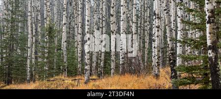 Banff und Jasper National Parak in Alberta, Kanada Stockfoto