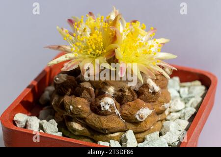 Chilenischer Kaktus Copiapoa hypogaea cv. Eidechsenhaut mit zwei gelben Blüten in Nahaufnahme. Stockfoto