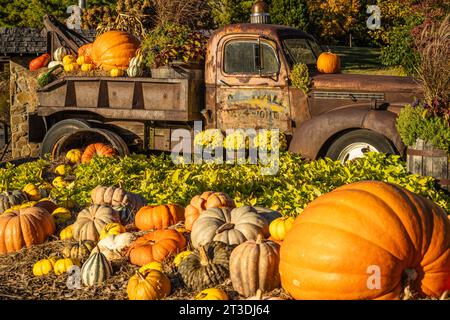 Vintage-Schlepper mit Kürbissen und Herbstlaub am Eingang zu den Georgia Mountain Fairgrounds in Hiawassee, Georgia. (USA) Stockfoto