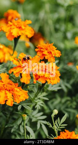 Gitterblumen auf dem Haus Stockfoto