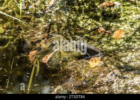 Schwarzer Leopardenfrosch, der sich an einem wunderschönen Tag am Seeufer in der Nähe des Sees im La Mauricie National Park Quebec, Kanada, ausruhen lässt. Stockfoto