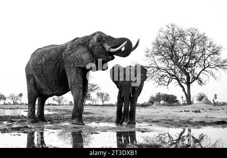 Elefanten werden am 17. Oktober 2023 im Water Point im Hwange-Nationalpark in Simbabwe gesehen. Stockfoto