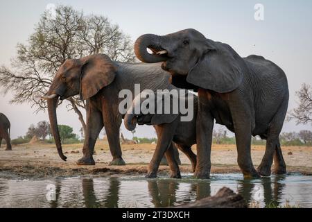 Elefanten werden am 17. Oktober 2023 im Water Point im Hwange-Nationalpark in Simbabwe gesehen. Stockfoto