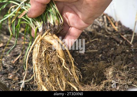 Eine Hand, die die frisch geernteten essbaren Knollen der Yam Daisy oder Murnong hält, einem australischen Buschfutter der Ureinwohner. Microseris Lanceolata Stockfoto