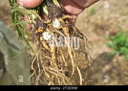 Eine Hand, die die frisch geernteten essbaren Knollen der Yam Daisy oder Murnong hält, einem australischen Buschfutter der Ureinwohner. Microseris Lanceolata Stockfoto